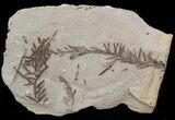 Metasequoia (Dawn Redwood) Fossil - Montana #41451-1
